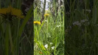 The earth laughs in flowers || Spring-blooms every where #shorts