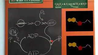 Ciclo ADP ATP - semplice introduzione