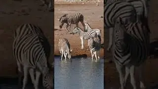 Zebras drinking water at a waterhole #drinkingwater #zebras #youtubeshorts