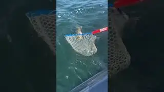 Giant walleye in crystal clear water🔥🦈