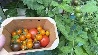 Tomato success - our secret to less leaves and more fruits! #win #more #tomatoes #big #bigwin #yes