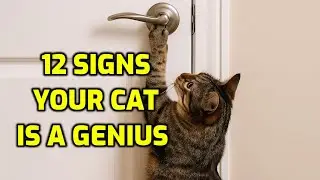 How Smart Is Your Cat? 12 Clues to Watch For