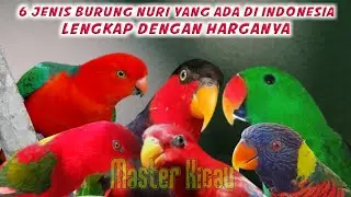 6 Jenis Burung Nuri Yang Ada Di Indonesia Lengkap Dengan Harganya