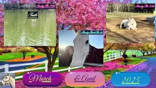 Barn Cats, Horses & Wildlife March & April Adventures In 2025