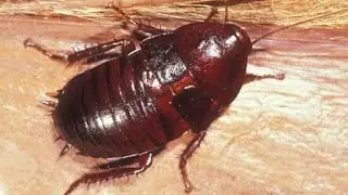Amazing cockroach  and Cute Pets Compilation,cockroach sound,Pet animals #insects #animals #shorts
