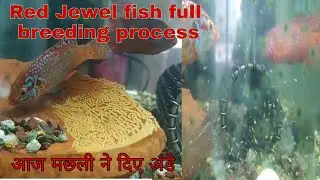 Red jewel fish full breeding process. आज मछली ने दिए अण्डे।