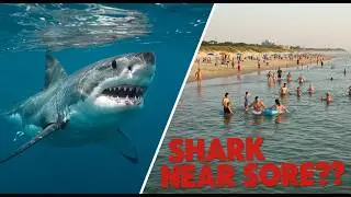 Contender: The Giant Great White Shark Near U.S. Beaches