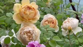 Charles Darwin Rose: Timeless Elegance and Easy Care