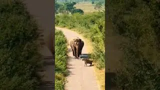 The tiger is getting scared after seeing the two elephants.#viral