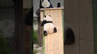 The joy of sliding down a slide! #panda #cute