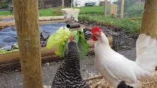 Chickens eating cabbage.
