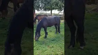 Small Connemaras