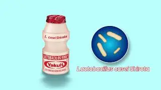 Processo de produ&ccedil;&atilde;o do Leite Fermentado da Yakult