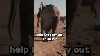 Mother Elephant Asks Humans For Help To Save Her Baby #shorts