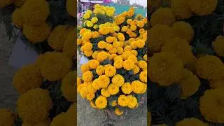 marigold flower plant care and trying trips #shorts #garden #gardening #ytshorts