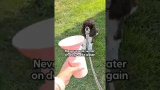 This Bottle Makes Dog Walks Way Easier | The Pack