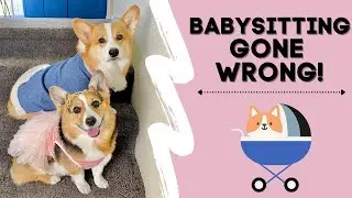 Babysitting GONE WILD! Corgi sister is forced to watch her crazy corgi brother! Total Disaster!