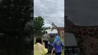 2nd unique zoo experience! Photos with the animals up-close! #unique #zoo #safaripark #thailand 🦒🦓