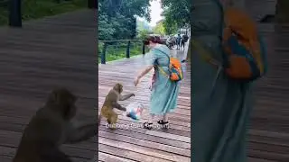 monkey stealing things