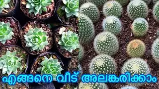 Cactus & Succulents Plants|നമ്മുടെ വീട് അതിമനോഹരം ആക്കാം|Continental Cactorium