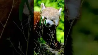 Relaxing Content - Cute Red Panda 🐼🐻🐼 #shorts