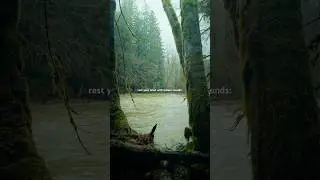 Relaxing nature sounds & calm forest ambience
