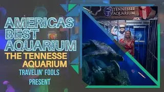 WALKING TOUR: INSIDE AMERICAS BEST AQUARIUM - THE TENNESSEE AQUARIUM #aquarium #fish  #chattanooga