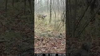 Deer and squirrel deciding&hellip;