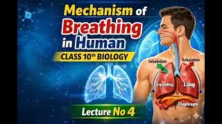 Mechanism of Breathing in Humans | Class 10 Biology | Lecture 4 | Full | Conceptual Science Academy
