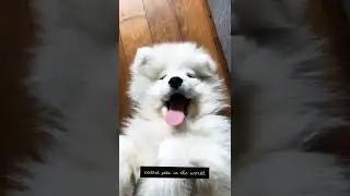#funnydogreaction#short #youtubeshort