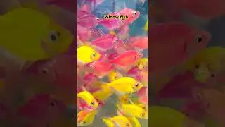 Widow fish #colourwidow #ytshots #youtubeshorts #shots #viralreels #viralshot