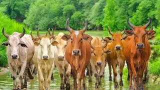 Herding Thousands of Cute, Tame Cows Roaming the Road - Cows Dancing. Cute Cows. Cow Sounds. Cows. 1