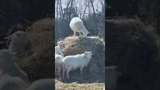 Silly Sheep! #growingrootsfarm #sheep #sheepfarming #balegrazing #homestead #hay #farming #happy