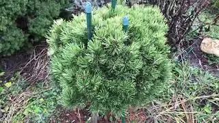 Хвойный Сад Надежды. Сосна горная Милки Вей/ pinus mugo Milky Way