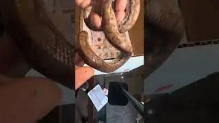 Snake mail! What&rsquo;s inside #snake #snakes 