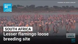 Eye on Africa: In South Africa lesser flamingo loose breeding site &bull; FRANCE 24 English