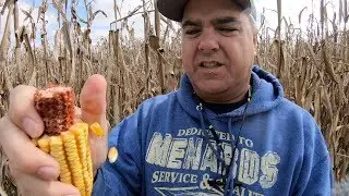 Corn Harvest!  Tim Tore Up the Combine!