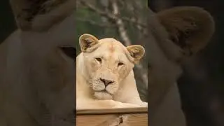 Meet White Lion sisters Alana & Aurora 🦁🦁 || The Wildcat Sanctuary