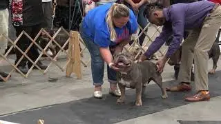 Florida Bully Classic 2. Grand Champion class.  A must see