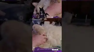 My cat takes over the stream! #cutenessoverload  #vtuber  #twitch  #streamclips  #cat