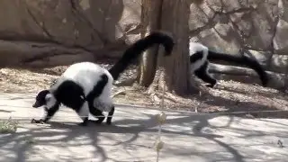 Beautiful Black and White Ruffed Lemur's Close up