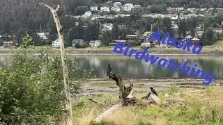 Birdwatching in Coastal Juneau, Alaska - Ravens, Gulls, Early Morning Nature Walk at Low Tide