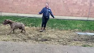 Ukulele & Yogi leash test