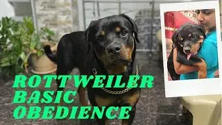 Rottweiler basic obedience/damin&rsquo;s world/ Rottweiler tamil/ Rottweiler