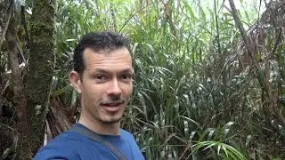 Encounter with a Corybas helmet orchid in Malaysian Borneo