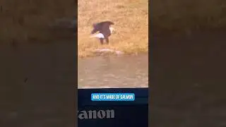 Que hermoso!!! Amazing!! #baldeagle #america #texas #incredible #momlife #nature