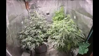 Getting rid of Powdery Mildew organically Home remedy ,  Do Si Do , Twice Baked , Gran Champagne