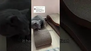 Trainable cats: save your furniture with patience #catsoftiktoku #cutecata