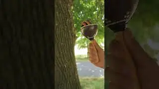 Painted Coconut Shell Maraca - Sound Demo