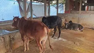 32খামারের নতুন গরু আনা হলো এবং আমাদের কুরবানির টার্গেটে মোটা তাজাকরণের গরু গুলা কি অবস্থায়আছে!#cow 